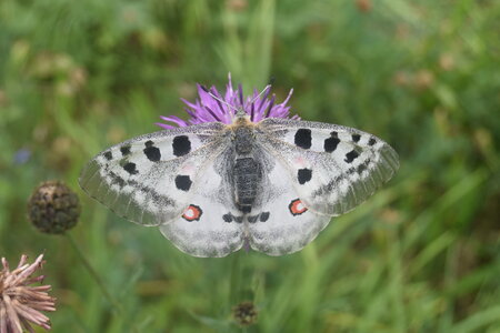 Papilionidae-Parnassiinae-Parnassius apollo-Colmars-les-Alpes, DSC_0412  2 