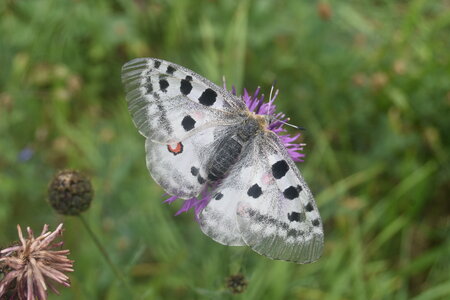 Papilionidae-Parnassiinae-Parnassius apollo-Colmars-les-Alpes, DSC_0414  2 