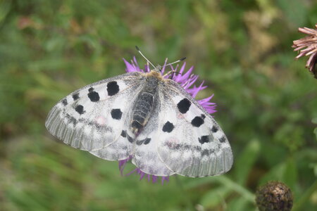 Papilionidae-Parnassiinae-Parnassius apollo-Colmars-les-Alpes, DSC_0416  2 