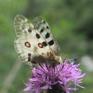 Papilionidae-Parnassiinae-Parnassius apollo-Colmars-les-Alpes, DSC_0417