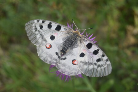 Papilionidae-Parnassiinae-Parnassius apollo-Colmars-les-Alpes, DSC_0426  2 