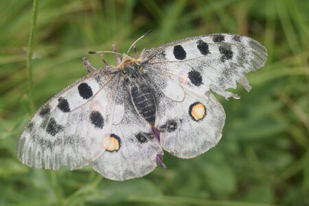 Papilionidae-Parnassiinae-Parnassius apollo-Colmars-les-Alpes, DSC_0502
