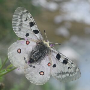 Papilionidae-Parnassiinae-Parnassius apollo-Colmars-les-Alpes, DSC_0537