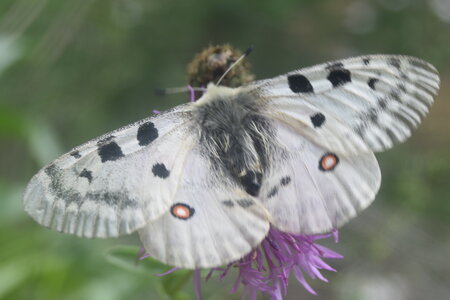 Papilionidae-Parnassiinae-Parnassius apollo-Colmars-les-Alpes, DSC_0551