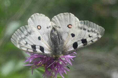 Papilionidae-Parnassiinae-Parnassius apollo-Colmars-les-Alpes, DSC_0552