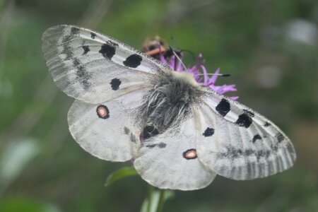 Papilionidae-Parnassiinae-Parnassius apollo-Colmars-les-Alpes, DSC_0553