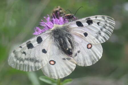 Papilionidae-Parnassiinae-Parnassius apollo-Colmars-les-Alpes, DSC_0555