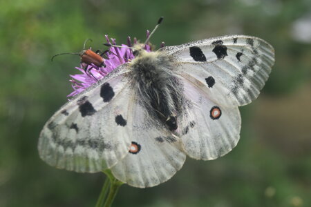 Papilionidae-Parnassiinae-Parnassius apollo-Colmars-les-Alpes, DSC_0557