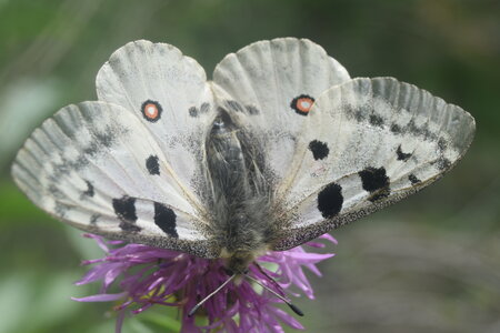 Papilionidae-Parnassiinae-Parnassius apollo-Colmars-les-Alpes, DSC_0558