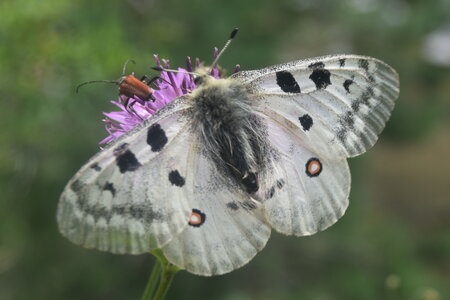 Papilionidae-Parnassiinae-Parnassius apollo-Colmars-les-Alpes, DSC_0560