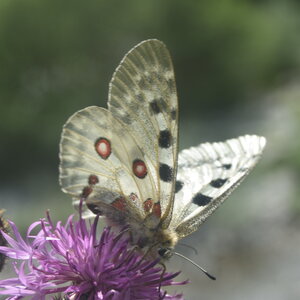 Papilionidae-Parnassiinae-Parnassius apollo-Colmars-les-Alpes, DSC_0586