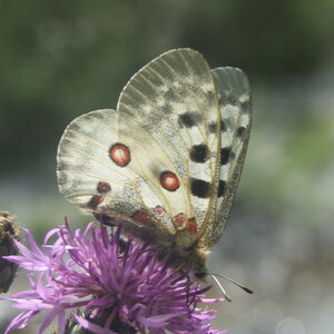 Papilionidae-Parnassiinae-Parnassius apollo-Colmars-les-Alpes, DSC_0588