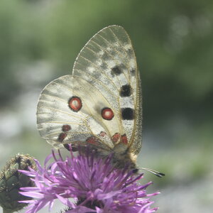 Papilionidae-Parnassiinae-Parnassius apollo-Colmars-les-Alpes, DSC_0589