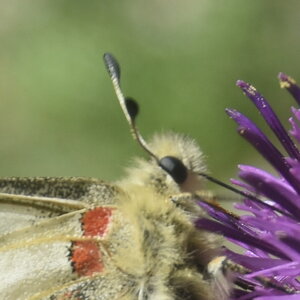Papilionidae-Parnassiinae-Parnassius apollo-Colmars-les-Alpes, DSC_0631