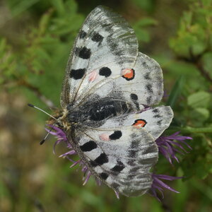 Papilionidae-Parnassiinae-Parnassius apollo-Colmars-les-Alpes, DSC_0660