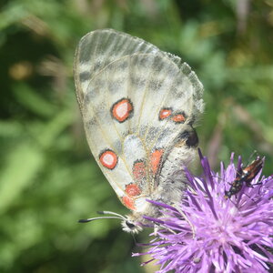 Papilionidae-Parnassiinae-Parnassius apollo-Colmars-les-Alpes, DSC_0756