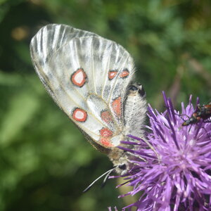 Papilionidae-Parnassiinae-Parnassius apollo-Colmars-les-Alpes, DSC_0760
