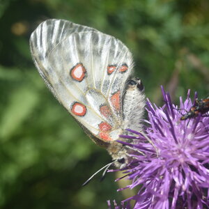 Papilionidae-Parnassiinae-Parnassius apollo-Colmars-les-Alpes, DSC_0761