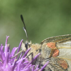 Papilionidae-Parnassiinae-Parnassius apollo-Colmars-les-Alpes, DSC_0817