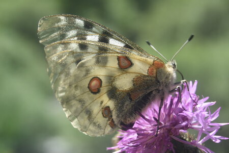 Papilionidae-Parnassiinae-Parnassius apollo-Colmars-les-Alpes, DSC_0862  2 