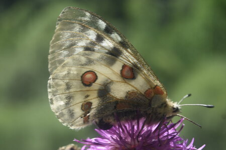 Papilionidae-Parnassiinae-Parnassius apollo-Colmars-les-Alpes, DSC_0864