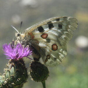 Papilionidae-Parnassiinae-Parnassius apollo-Colmars-les-Alpes, DSC_0873