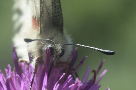 Papilionidae-Parnassiinae-Parnassius apollo-Colmars-les-Alpes, DSC_0894
