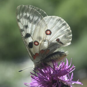 Papilionidae-Parnassiinae-Parnassius apollo-Colmars-les-Alpes, DSC_0897