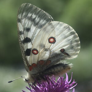 Papilionidae-Parnassiinae-Parnassius apollo-Colmars-les-Alpes, DSC_0898