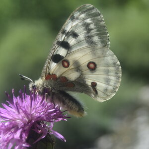 Papilionidae-Parnassiinae-Parnassius apollo-Colmars-les-Alpes, DSC_0899