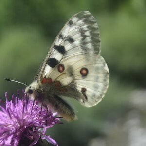 Papilionidae-Parnassiinae-Parnassius apollo-Colmars-les-Alpes, DSC_0900