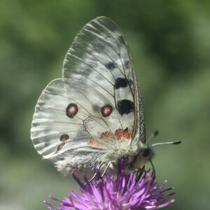 Papilionidae-Parnassiinae-Parnassius apollo-Colmars-les-Alpes, DSC_0903
