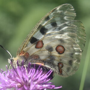 Papilionidae-Parnassiinae-Parnassius apollo-Colmars-les-Alpes, DSC_0905