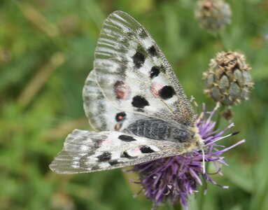 Papilionidae-Parnassiinae-Parnassius apollo-Colmars-les-Alpes, DSC_0970A