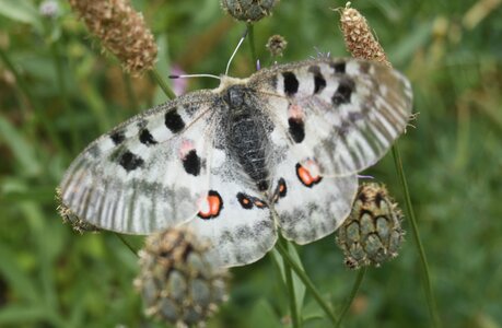 Papilionidae-Parnassiinae-Parnassius apollo-Colmars-les-Alpes, DSC_0981A