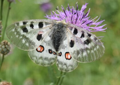 Papilionidae-Parnassiinae-Parnassius apollo-Colmars-les-Alpes, DSC_0987A