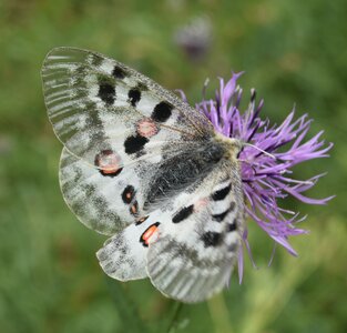 Papilionidae-Parnassiinae-Parnassius apollo-Colmars-les-Alpes, DSC_0993A