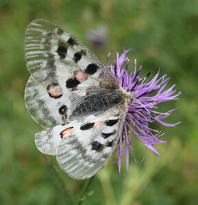 Papilionidae-Parnassiinae-Parnassius apollo-Colmars-les-Alpes, DSC_0995A
