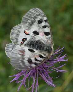 Papilionidae-Parnassiinae-Parnassius apollo-Colmars-les-Alpes, DSC_1003A