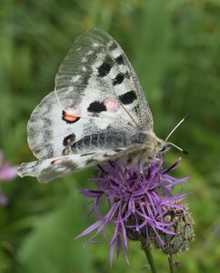Papilionidae-Parnassiinae-Parnassius apollo-Colmars-les-Alpes, DSC_1005A