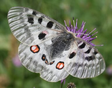 Papilionidae-Parnassiinae-Parnassius apollo-Colmars-les-Alpes, DSC_1007A