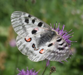 Papilionidae-Parnassiinae-Parnassius apollo-Colmars-les-Alpes, DSC_1010A