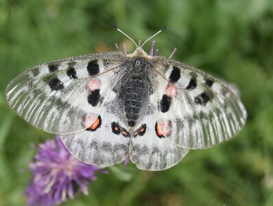 Papilionidae-Parnassiinae-Parnassius apollo-Colmars-les-Alpes, DSC_1018A