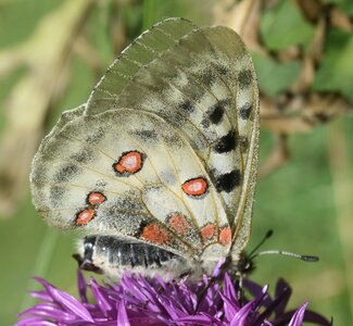 Papilionidae-Parnassiinae-Parnassius apollo-Colmars-les-Alpes, DSC_1039A
