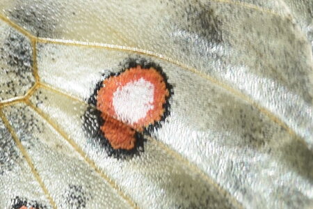 Papilionidae-Parnassiinae-Parnassius apollo-Colmars-les-Alpes, DSC_1088
