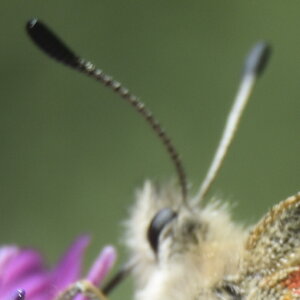 Papilionidae-Parnassiinae-Parnassius apollo-Colmars-les-Alpes, DSC_1092