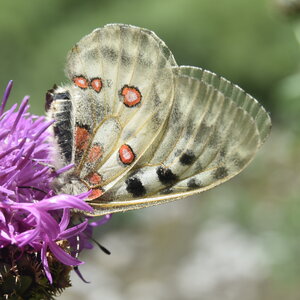 Papilionidae-Parnassiinae-Parnassius apollo-Colmars-les-Alpes, DSC_1095
