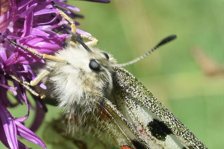 Papilionidae-Parnassiinae-Parnassius apollo-Colmars-les-Alpes, DSC_1099