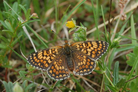 Nymphalidae-Nymphalinae-Melitaeini-Melitaea phoebe-Gagnières, DSC_0658-1