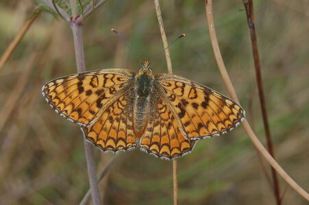 Nymphalidae-Nymphalinae-Melitaeini-Melitaea phoebe-Gagnières, 000160